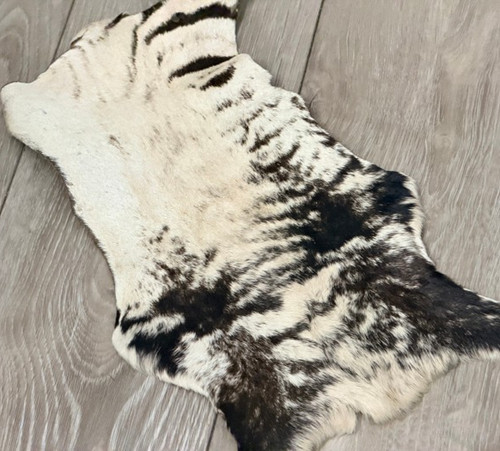 Genuine zebra real - zebra, african